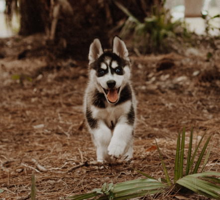 dog running towards you